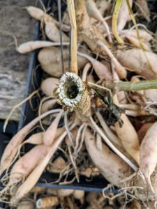 Here is a closer look at the hollow stem. It is completely dried through. If you don't have a temperature and humidity-controlled greenhouse, these tubers can dry outside if there is no rain forecasted or in any room that does not get any direct sunlight. The drying process could take up to a couple of weeks.