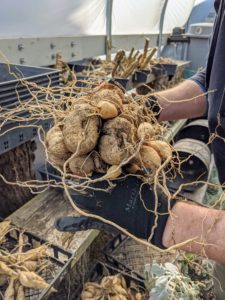 Ryan inspects each dahlia tuber and trims away any parts that are rotten. He also checks the "mother" tuber or the original tuber that was planted, which is more likely to rot than the new ones.