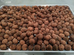 They can be stored for up to a year in the fridge and for two or more years in the freezer. I am looking forward to baking and cooking with these walnuts grown right here at my farm.