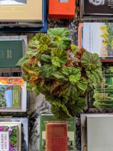 My coffee table is decorated with piles of interesting gardening books surrounding this handsome begonia - after all, it is a gardeners dinner.
