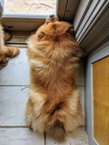 Here is Empress Qin, right by the door of my Winter House kitchen - my Chow Chows love watching all the activity outside.