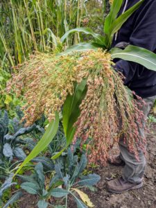 The tops grow in fan-shaped blooms. This corn does not have ears filled with kernels. Instead it grows tassels at the very top. These long tassels are what broom makers use to make brooms.
