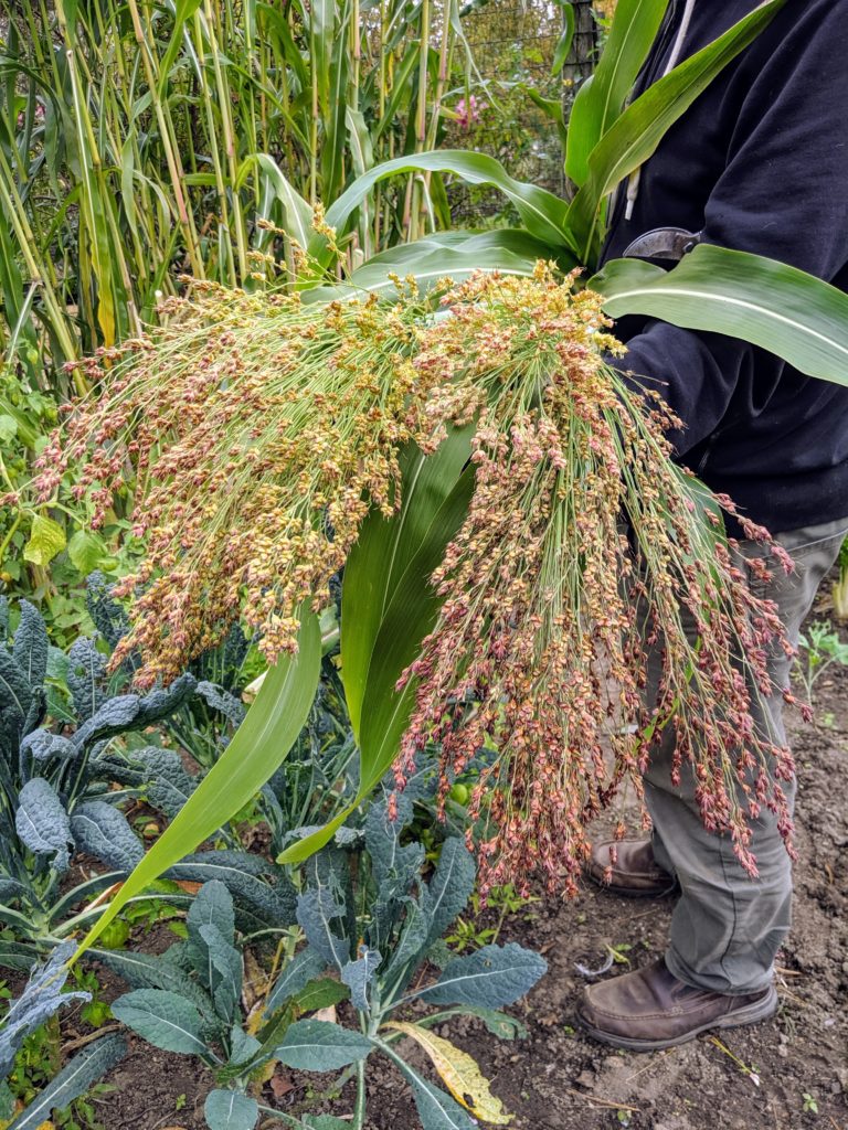 Harvesting Broom Corn - The Martha Stewart Blog