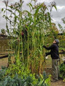 Ryan begins to cut off some of the long stalks. Broom corn is typically ready for harvesting when the plant has developed the ideal tassel or “brush".