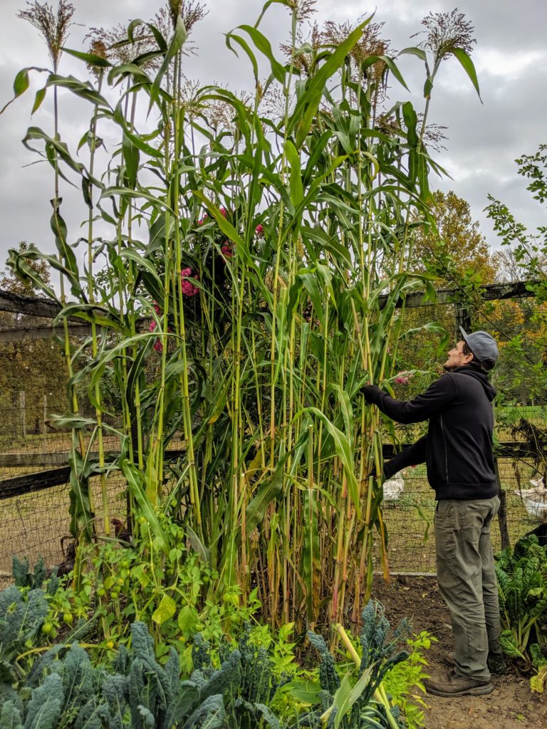 Harvesting Broom Corn The Martha Stewart Blog