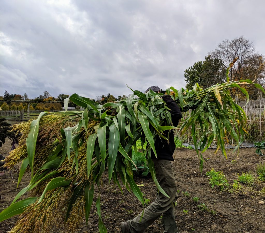 Harvesting Broom Corn The Martha Stewart Blog