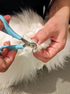 Pet nails grow quickly, so it is important to check them often and trim whenever needed. And only cut the white part of the nail - never the pink part, which is called the quick - this is where the nerve and blood vessels are located.