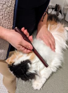We use a variety of combs and pin brushes to gently and carefully remove any knots or tangles. Always be sure to introduce the cat to new tools before using them, so they never shy away from grooming time.