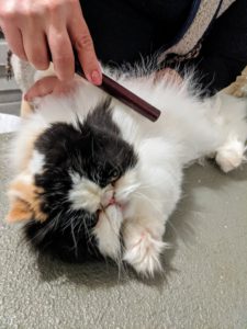 Tang has been getting brushed and combed all her life, so she is very used to this routine. It’s always good to look for and remove any matted fur. This is important because collected mats can cause irritation and hairballs.