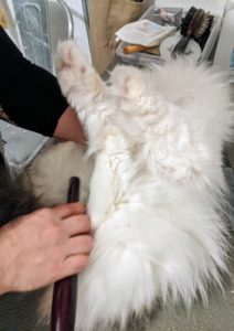 Tang enjoys being brushed and stays still for much of her grooming session. Here she is on her back while her stomach is combed.