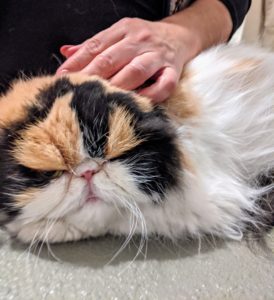 This is my Princess Peony, who often naps while being groomed.