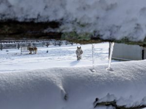 I love how snow collects on this 100-year old white spruce fencing I purchased in Canada. This fencing is what surrounds all my paddocks at the farm. Here's "Jude Junior" walking over to say hello.