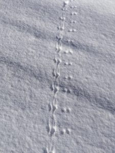 The smallest of animal tracks are seen so clearly in the snow.