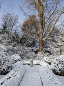 This is another view taken from the steps of the Summer House. The smaller trees are Ginkgo biloba and so is the giant tall one at the rear. Not long ago, this area was covered in golden-yellow colored leaves from the ginkgo trees - what a difference the snow makes.