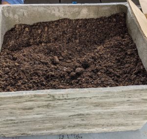 We had enough bulbs to also fill this large faux bois planter box. If using soil, be sure the container has at least three to five inches of soil and proper drainage holes in the bottom.
