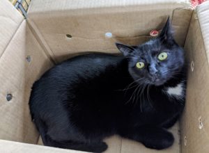 Blackie also likes his grooming routines, but on this day, he seems more interested in napping in a cardboard box. How often do you groom your cats? Share your comments in the section below. I love reading your cat stories.