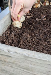 When potted, the tips of the bulbs should stick above the potting soil.