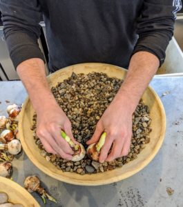 There are two types of bulbs for indoor growing: those you need to chill and those you don’t. These bulbs do not need chilling. These can either be forced using soil or by using gravel and water. Here, we are using the gravel.