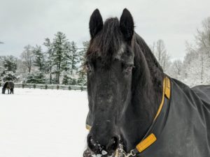 My gorgeous horses were kept inside overnight and then let out into their paddock the next morning after the storm. Here is Rutger coming up to greet the camera.