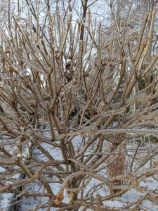 This is a closer look at the ice covering these branches. Bad ice accumulations can increase the weight of tree branches up to 30-times. Fortunately, that did not happen with this storm.