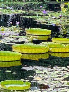 There are several types of water lilies in the Brazilian Garden pond, including this Victoria cruziana, or Santa Cruz water lily - a tropical species of flowering plant native to South America, primarily Argentina and Paraguay.