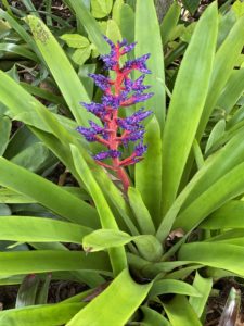 This eye-catching Aechmea 'Blue Tango' bromeliad is a relatively new hybrid. This plant produces an electric inflorescence of hot pink and bright blue. The flower stalk stands high above the foliage and bears hot pink branches of small, blue bracts.