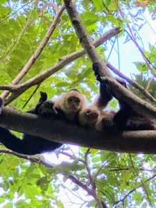 Up in another tree, we saw several capuchin monkeys. They were all swinging through the trees playing with each other. This duo stopped to look at all the activity below.