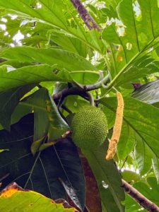 On another day, we looked at some of the fruits of Costa Rica. Breadfruit, native to Southeast Asia, arrived in Costa Rica with sailors in the early 1800s. In Costa Rica, breadfruit trees grow up to 50-feet tall and have smooth, brown trunks. This flowering tree, which is part of the mulberry family, can produce up to 200 fruits each year.