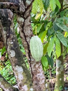 And do you know what this is? Theobroma cacao also called the cacao tree and the cocoa tree. It is a small evergreen tree in the family Malvaceae. After four years, the mature cacao tree produces fruit in the form of elongated pods; it may yield up to 70 such fruits annually.