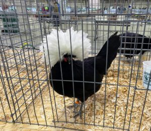 More than 1400-chicken breeds were shows – some with gorgeous markings and feathers. This is a non-bearded White Crested Black Polish pullet - a unique breed with its huge bouffant crest of feathers and v-shaped comb. These birds are sweet, beautiful exhibition birds and can be good layers in the backyard flock.