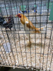 Here is a Red Pyle Modern Game cockerel. This breed has beautiful red and white feathers and is known for its docile nature. They are very easy to handle and maintain and are very impressive show birds.