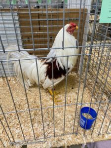 This large fowl is a Red Shoulder Yokohama. The Yokohama is a German breed, with unusual coloring and very long tail-feathers. The breed was developed in the 1880s from ornamental birds brought to Europe from Japan.