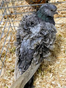 I also stopped to look at the fancy show pigeons. As many of you know, I also keep rare and unusual pigeons at my farm. This is a Silver Grizzle Back, known for the curls on the wing shield feathers.