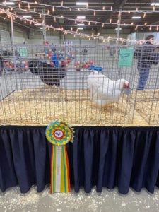 Here is a closer look at Ari's and Tom's gorgeous award-winning white Wyandotte hen. The Wyandotte is an American breed of chicken developed in the 1870s. It was named for the indigenous Wyandot people of North America. The Wyandotte is a dual-purpose breed. It is a popular show bird and has many color variants.