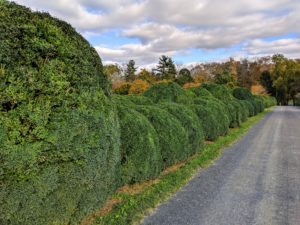 My long Boxwood Allee extends from the east paddocks and the woodland carriage road to the stone stable. It has developed beautifully over the years, growing larger every season.