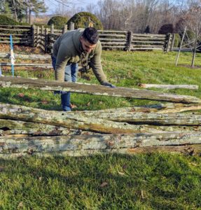 Each horizontal piece of antique fencing is carefully lifted and piled nearby. These pieces are still in excellent condition.
