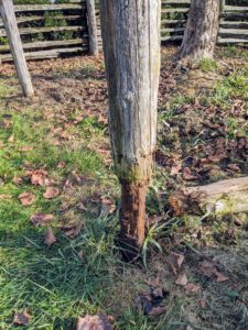 The cedar upright supports were dug up and discarded. Many of them had deteriorated over time - these posts were definitely in need of replacing.