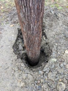 Each of the holes is made several feet deep using an auger connected to the tractor. An auger is a tool with a giant helical screw blade for boring holes for posts or trees.