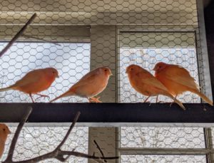 These birds also love sitting on the side ledges, so they can see outside the window. My porch has floor to ceiling windows all the way around.