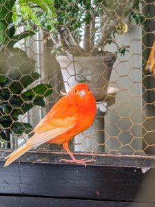 If you choose to keep canaries, remember to get the largest cage your home can accommodate, and the nicest cage your budget can afford - canaries need room to flap their wings and fly from perch to perch.