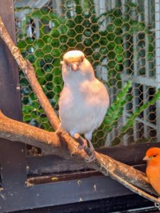 I always provide natural cut branches in the canary cage for the birds to sit on - they love perching on them. These canaries do not need special toys like some other birds, but they do need strong perches with multiple branches.