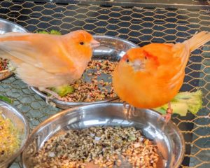 To keep my birds looking and feeling their best, I make sure their cages are cleaned daily. They also get lots of water and food. A canary’s metabolism is very fast, so it’s important to be observant of their eating needs and habits.