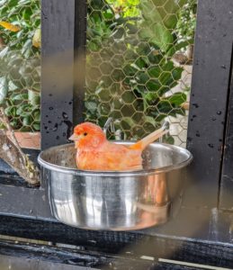 This canary is taking a bath in one of the water dishes. These birds are generally good-natured, social creatures. Healthy canaries will always have clear, bright eyes, clean, smooth feathers and curious, active dispositions.