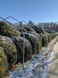 I ordered the 10-foot wide bow sections - this will last quite a while and give the boxwood a lot of room to grow. The allee is now all framed on both sides of the carriage road. Building the frame at least a foot taller than the boxwood protects any heavy snow from weighing down onto the tender foliage.