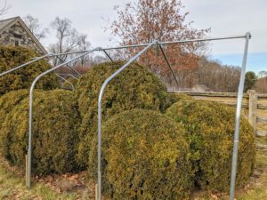 In my next blog, I will show you how we covered the entire structure with burlap to complete our winter boxwood project.
