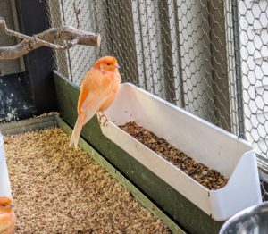 Red factor canaries need certain nutrients to maintain their bold, colorful plumage. Fresh foods containing beta-carotene, canthaxanthin and carotenoids along with greens and the appropriate canary seed make up a good well-balanced diet.