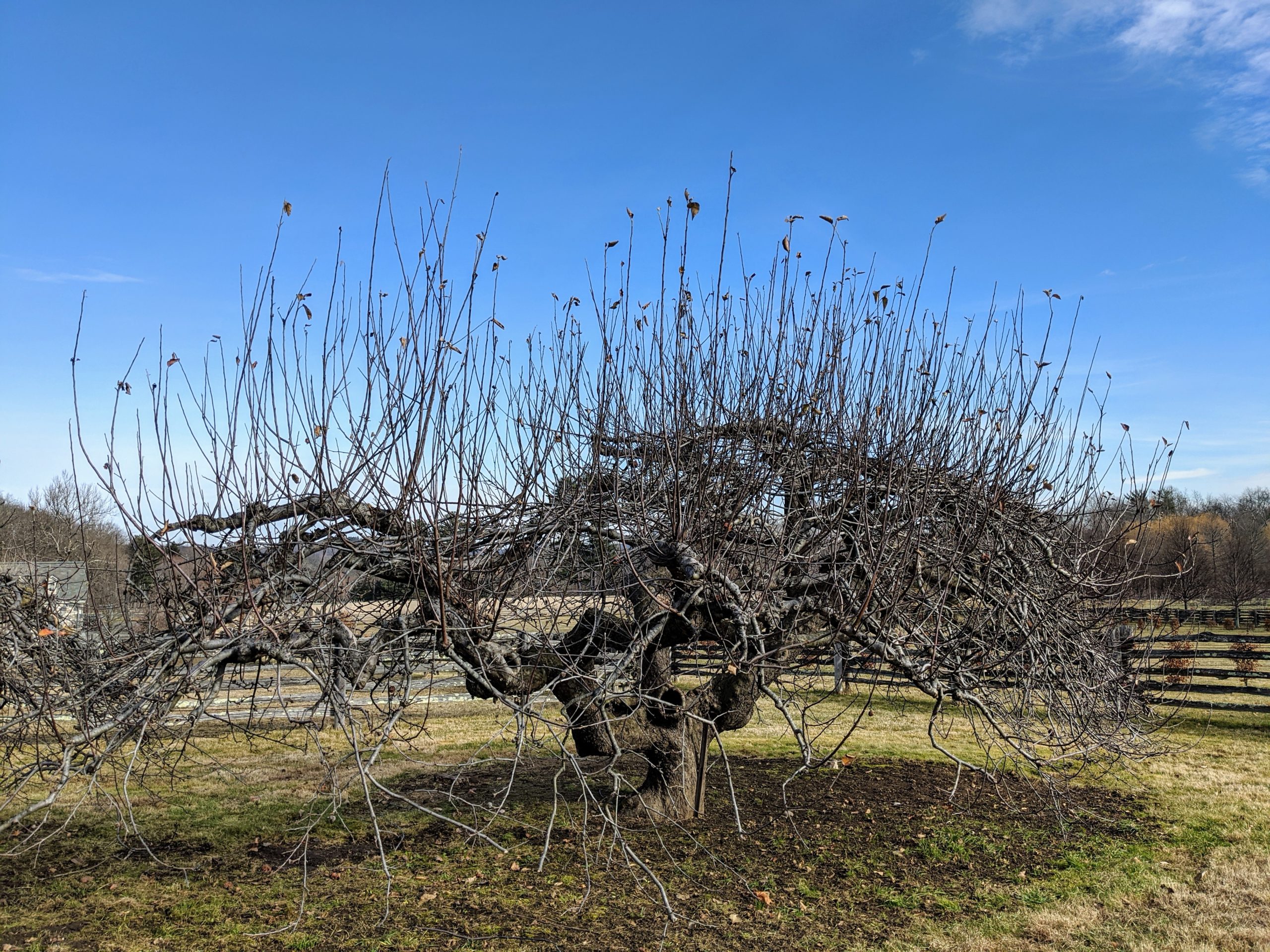 Old Apple Tree Orchard