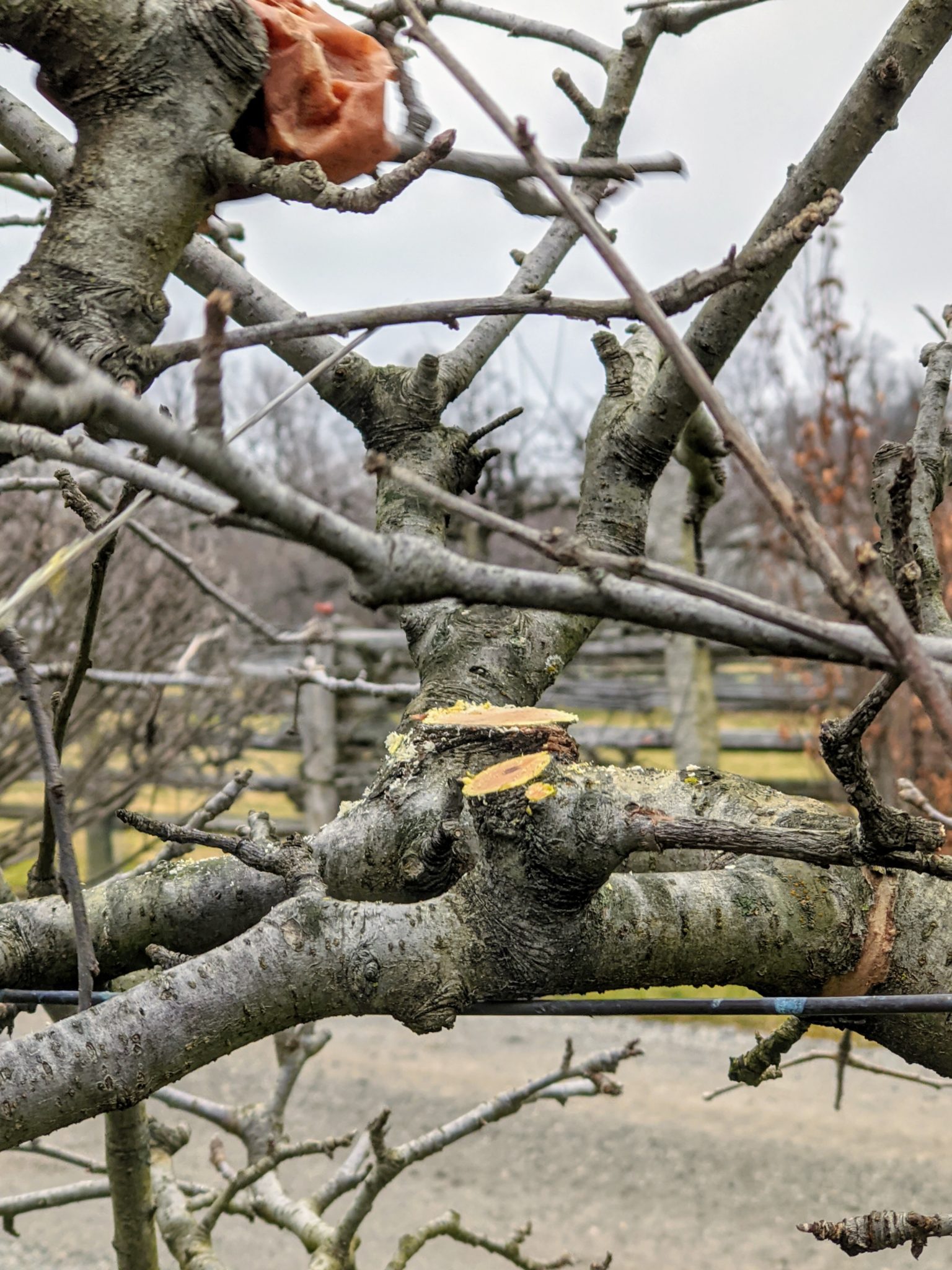 Pruning Apple Trees The Martha Stewart Blog