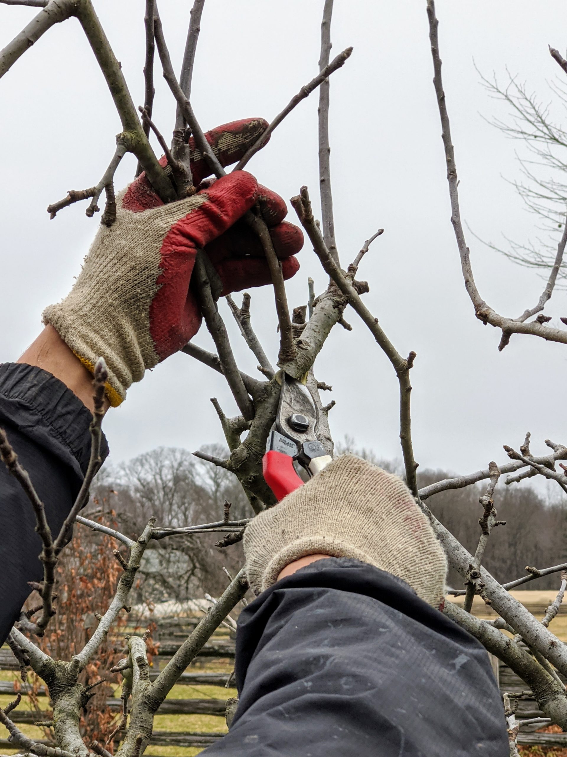 free download pruning apple trees