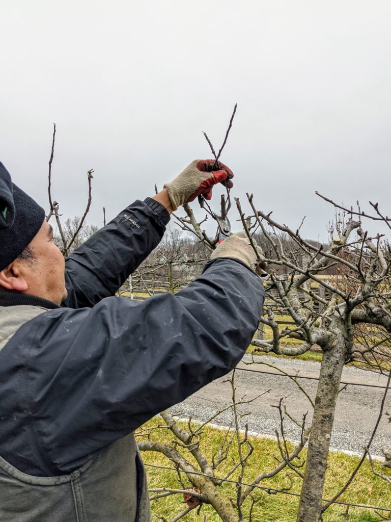 Pruning Apple Trees - The Martha Stewart Blog